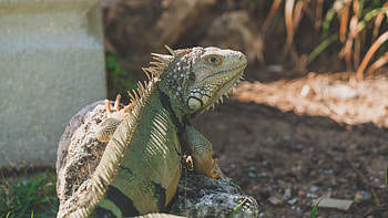 Animals, Lizard, Reptile, Iguana, Pangolin HD wallpaper