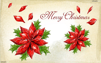 I Want to Wish U a Merry Christmas, ponsettia, message, card, greeting, red, flower HD wallpaper