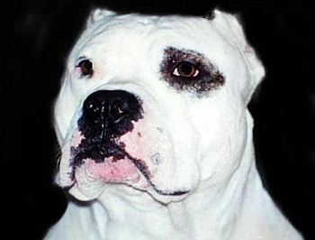 American Pitbull, dogs, animals HD wallpaper