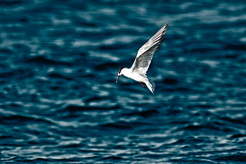 Animals, Water, Bird, Blur, Smooth, Flight HD wallpaper