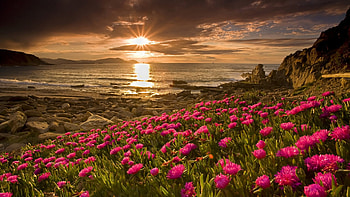 Sunset at Rocky Coast, sun, reflections, sea, blossoms, clouds, sky, flowers HD wallpaper
