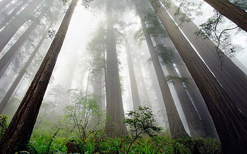 Forest fog, Redwood tree, Enchanting ambiance, Misty morning HD wallpaper