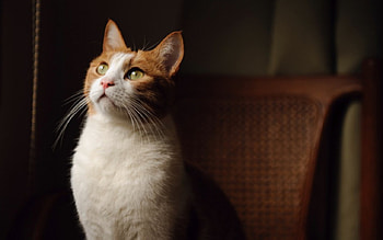 Cat, kitten, sweet, kitty, cats, cute, beautiful, paws, beauty, cat face, pretty, animals, face, lovely, hat HD wallpaper