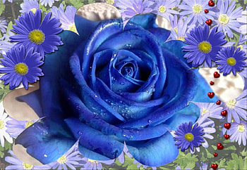 Blue & white, blue, asters, rose, white, nature HD wallpaper