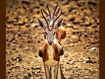 Beautiful Deers, cool, pictuue, beautiful, deers HD wallpaper