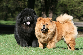 Couple, Chow Chow HD wallpaper