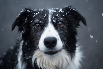 Adorable Border Collie dog with snowflakes on fur, outdoors in winter. HD wallpaper