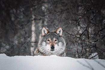 Animals, Snow, Predator, Wolf, Sight, Opinion, Wildlife HD wallpaper