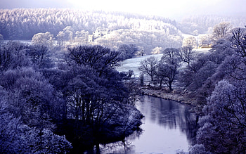WINTER RIVER, winter, river, nature, forest HD wallpaper