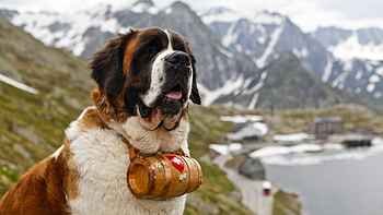 Saint Bernad, saint-bernard, animals, dog HD wallpaper