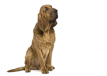 Bloodhound, dog, animal, pet HD wallpaper