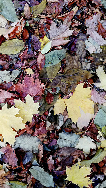 Leaves pile, , october HD phone wallpaper