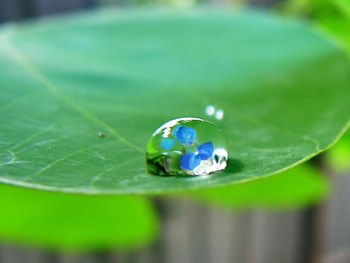 Plants, Drops HD wallpaper
