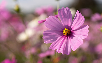 Cosmos Flower, nature, pink, macro HD wallpaper
