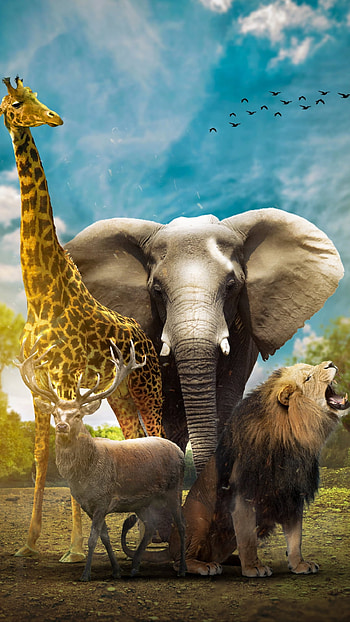 Animals, deer, sky, giraffe, birds, elephant, lion HD phone wallpaper