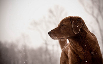 Animals, Dog, Sight, Opinion, Looks HD wallpaper