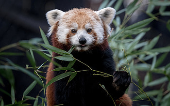 Red Panda, animal, bear, panda HD wallpaper