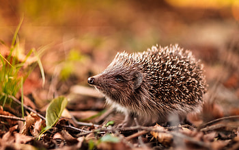 Little Hedgehog, cute, animal, hedgehog, little HD wallpaper