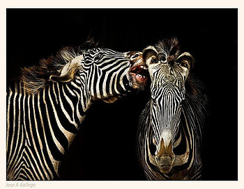Tell you a joke, white, black, animals, funny, zebras HD wallpaper