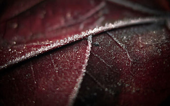 Macro, Dark, Brown, Moisture, Leaflet HD wallpaper