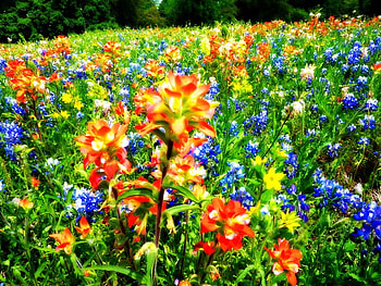 Field of Flowers, field, bluebonnets, trees, nature, flowers, grass HD wallpaper