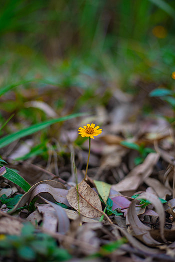 Flowers, Flower, Macro, Petals, Foliage HD phone wallpaper
