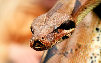 Animals, Snakes HD wallpaper