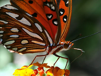 Close up, close, orange, butterfly, flower HD wallpaper