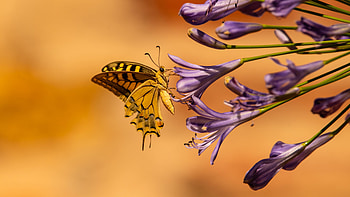 Animals, Flowers, Butterfly, Wings, Tropical HD wallpaper