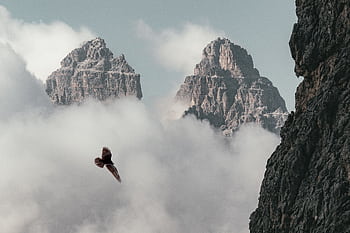 Breathtaking view of the Dolomites with a bird soaring through misty clouds, creating a dramatic natural scene. HD wallpaper