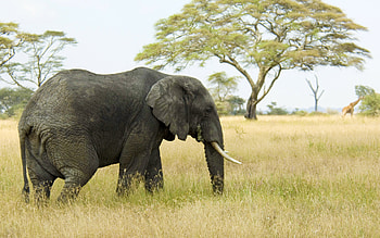 Lion and elephant, Mac OS X , Wildlife harmony, Captivating HD wallpaper