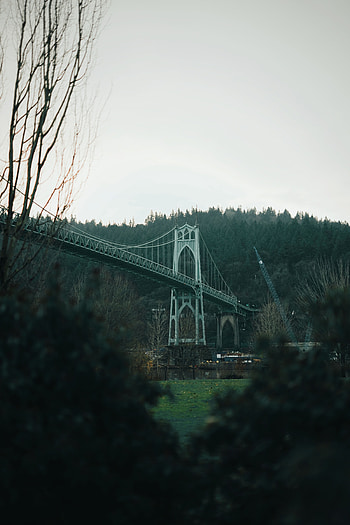 Nature, Rivers, Trees, Forest, Bridge HD phone wallpaper