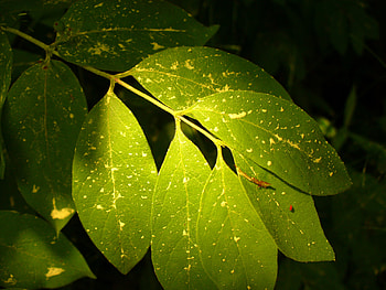 Red Bug, shadow, bug, red, leaf, nature HD wallpaper