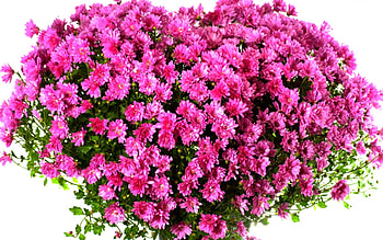 TENDER HEART, pink, flowers, heart shape, delicacies HD wallpaper