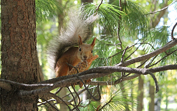 Animals, Squirrel HD wallpaper