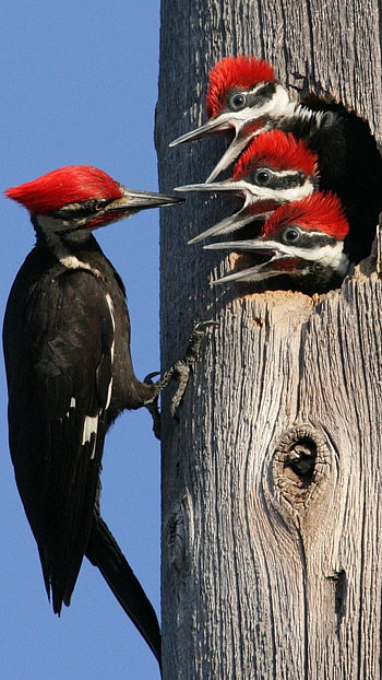 Woodpecker, Bird HD phone wallpaper