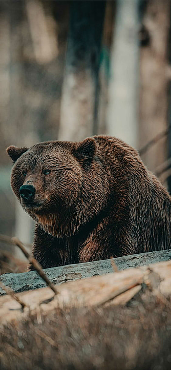 Bear android, , Nature background, Mobile HD phone wallpaper