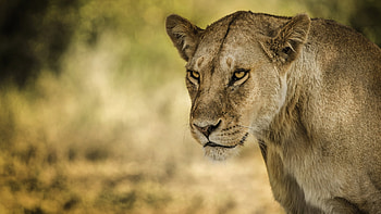 Lioness, animal, paw, lion HD wallpaper