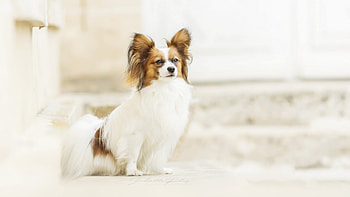 Cute Dog, dog, cute, pet, animals HD wallpaper