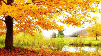 Autumn Trees Lake HD wallpaper