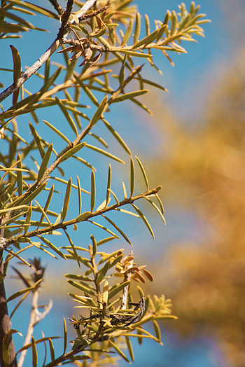 Nature, Leaves, Needle, Branch HD phone wallpaper