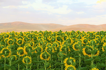 Flowers, Sunflowers, Field, Hills HD wallpaper