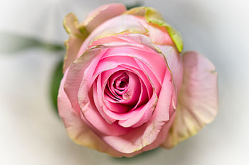 Pink rose, fresh, close up HD wallpaper