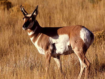 Pronghorn_Antelope, cool, antelope, pronghorn HD wallpaper