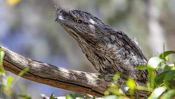 Tawny Frogmouth, animal, bird, tree HD wallpaper
