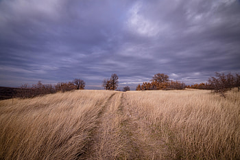 Nature, Trees, Grass, Sky, Clouds, Field HD wallpaper