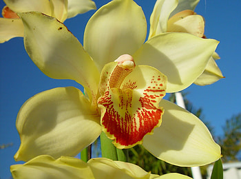 Flowers, Sky, Flower, Bright, Close-Up, Orchid HD wallpaper