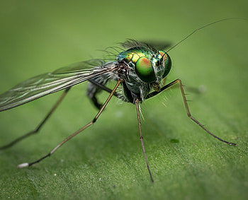 Macro, Eyes, Close-Up, Insect HD wallpaper