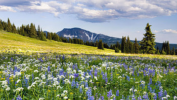 Landscape, Fields, Mountains HD wallpaper