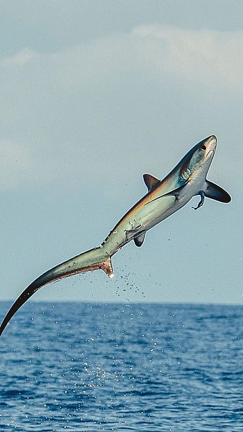 Shark, Blue HD phone wallpaper